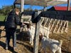 Feeding the goats at Applecrest