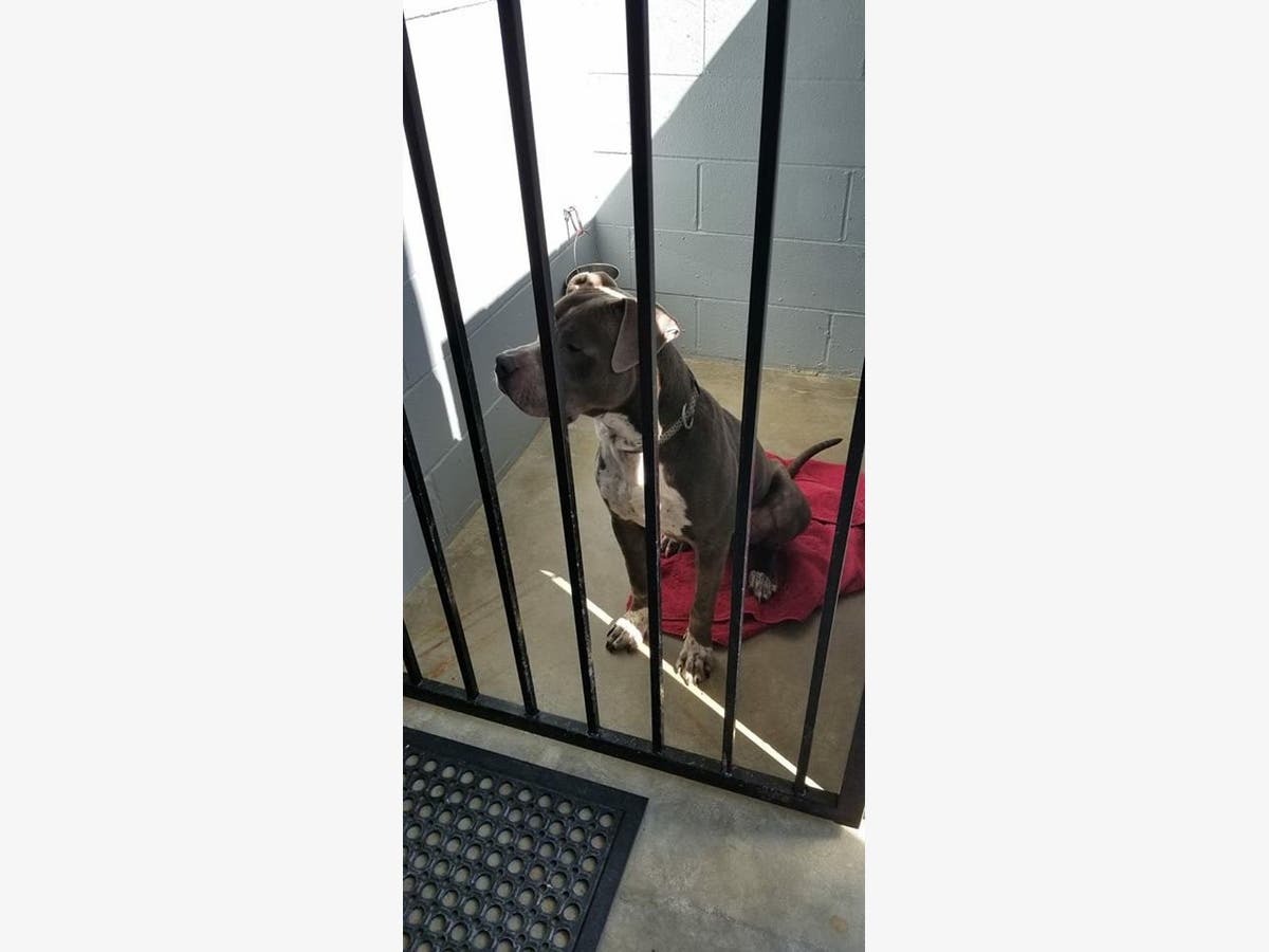 Animal Advocates Sleep in Kennels with Rescue Dogs to Raise Funds