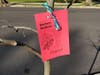 Newly planted tree with informational tag highlighting species characteristics and benefits provided.