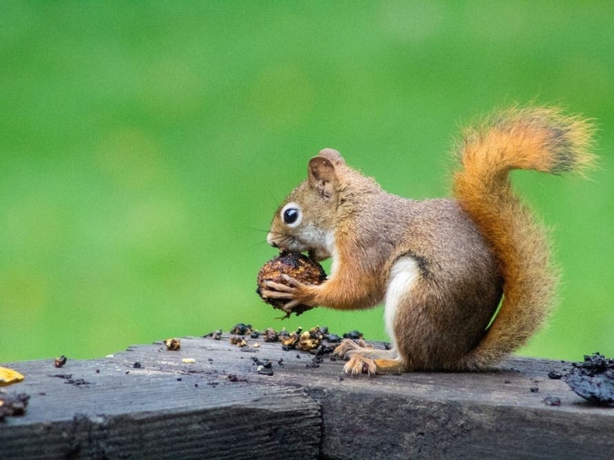 Saving wildlife depends on your donations! 