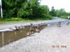 Geese in the water near the street