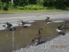 Geese going toward the reservoir