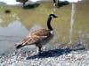 Goose cooling off 