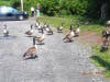 Geese wondering