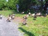 Geese going toward the water