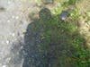 Small turtle