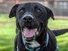 Blackie - senior dog at Lily's Legacy Senior Dog Sanctuary