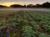 Waltham Fields Community Farm