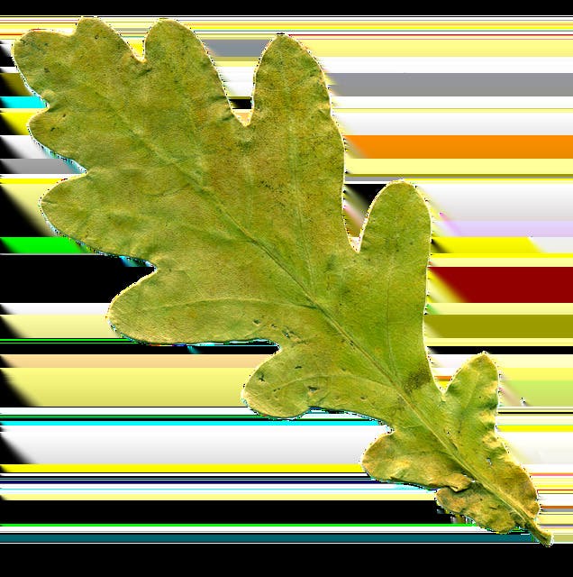 Kids Time (Experts): Tree Science