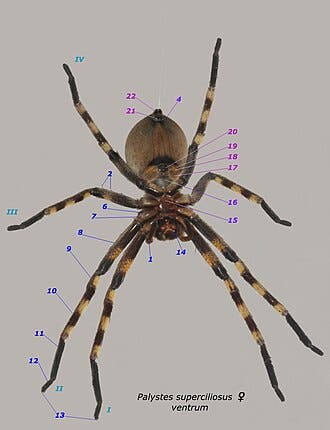 Kids Time: Spider Science 