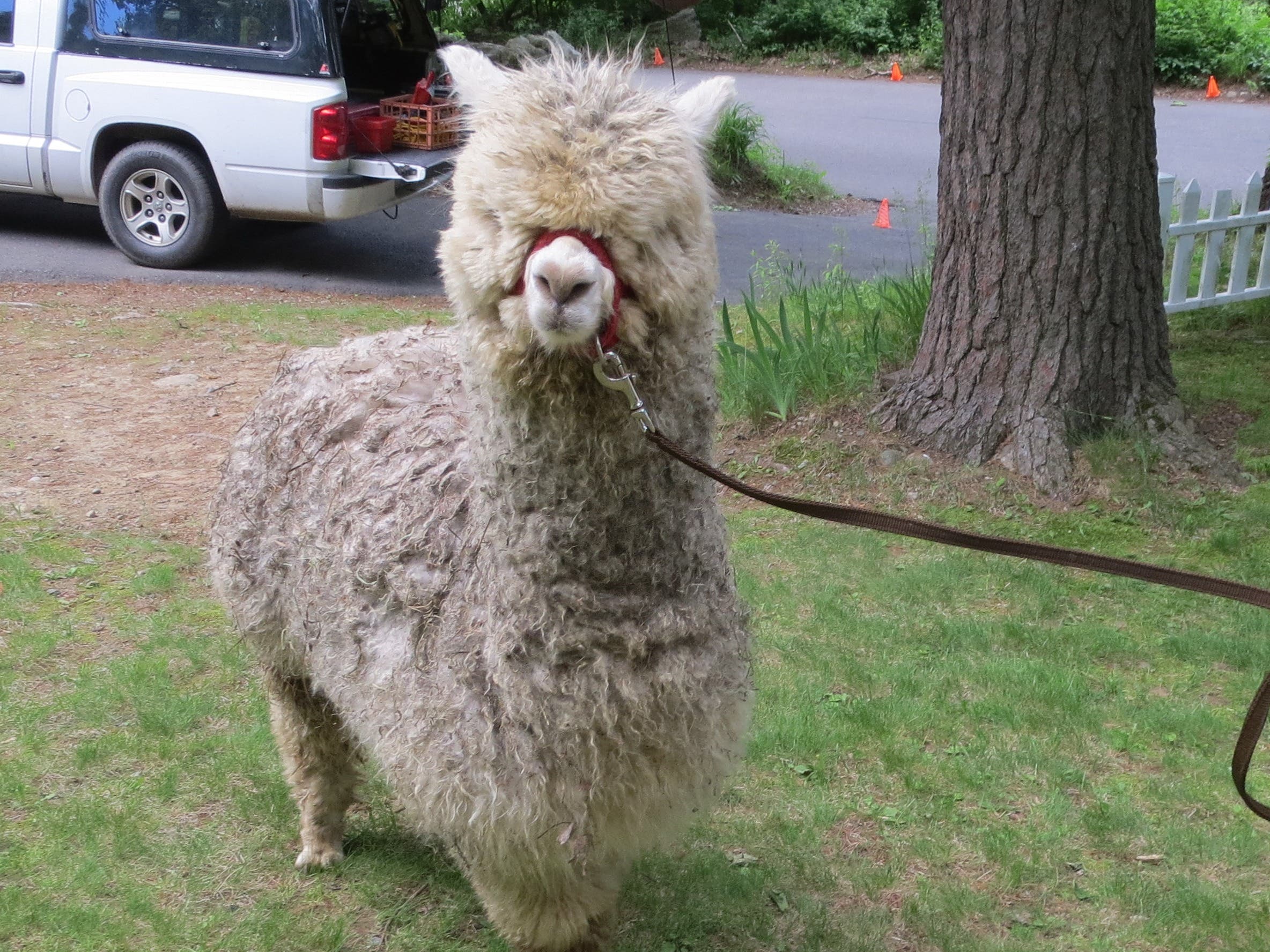 Annual Alpaca Shearing Day and Farm Tours
