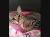 Fancy, a female tabby kitten