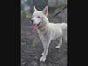Beautiful Husky/Shepherd mix- "Ice"