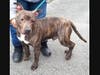 Check out that lovely brindle coat!