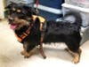 Cookie just wants to love & be loved...