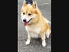 Prepster is a Good Boy!