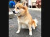 Check out Prepster's fluffy coat and beautiful coloring.