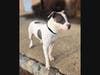Petey just wants to be part of a family...