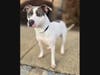 Petey has a lot of love to give...