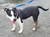 Pretty Rosie is being fostered by the vet's office and is in good health!