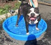 Freckles enjoys a swim...