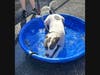 Petey paddles in the pool...