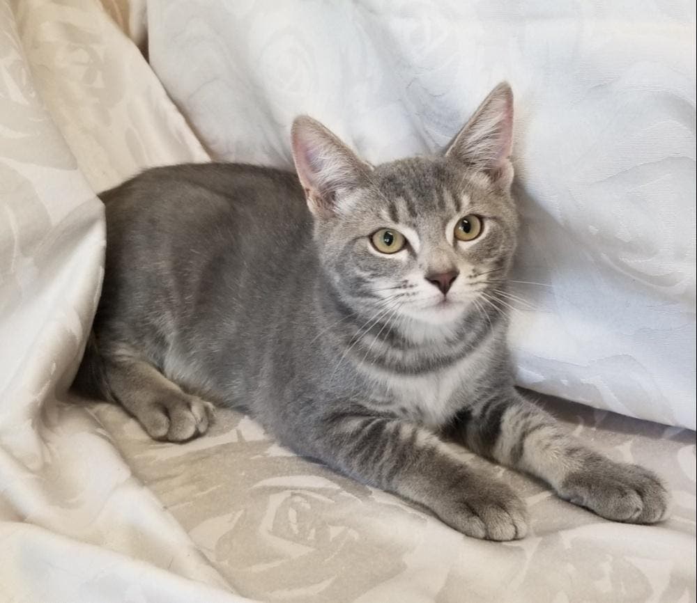 Silvertoes is a sweet and pretty male kitten...