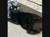 Midnight Star is a gorgeous little girl...