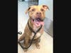 Tigger sits nicely with humans...