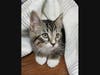 Lucas has been vaccinated and neutered, is litter-box trained and has tested negative for FL/FIV.