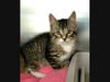 Handsome Lucas is a brown/chocolate tabby kitten...