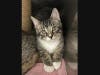 Lucas is lovely male kitten looking for a home...