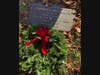 Carmine’s daughter, Linda, sponsored some wreaths for veterans at Assumption Cemetery on Kingshighway Road, Westport.