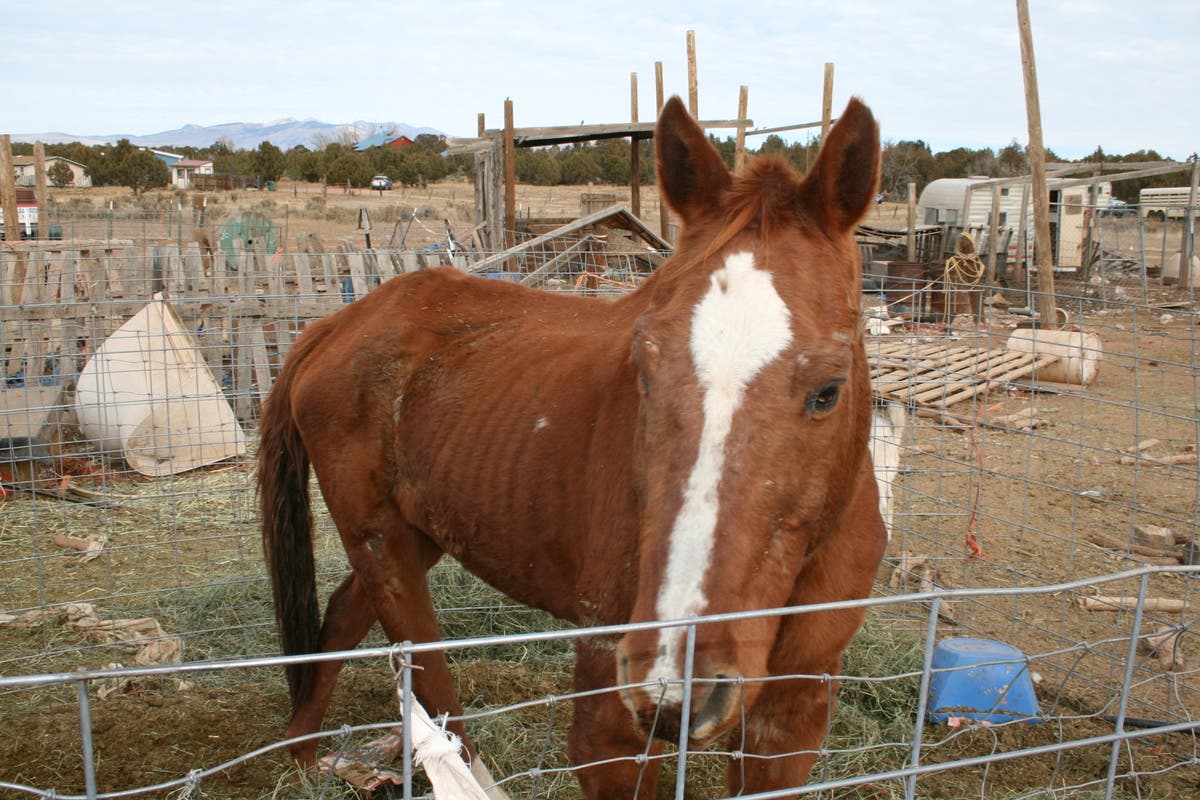 100 Animals Rescued In Colorado From Inhumane Treatment | Colorado ...
