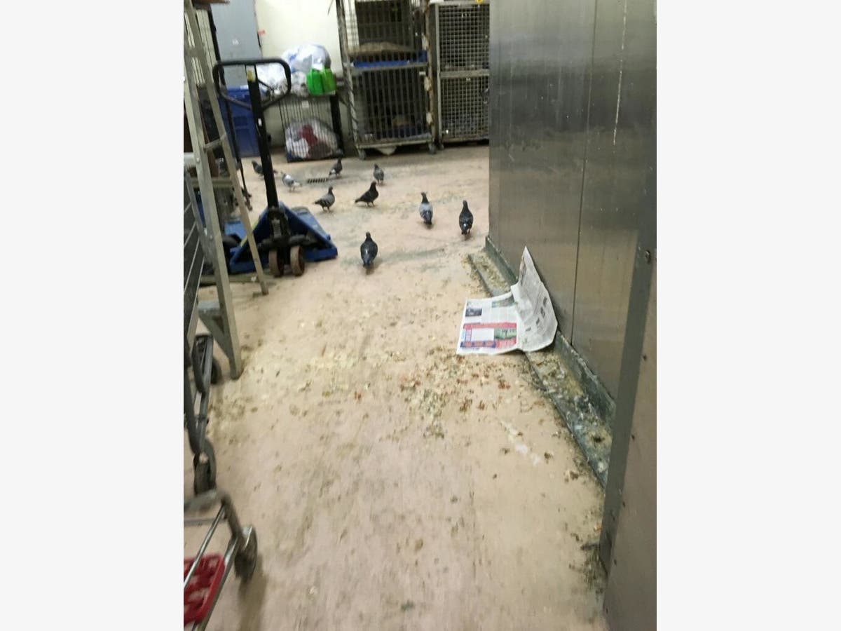 Dogs Shown Sick, Bleeding Inside Animal Shelter: Photos ...