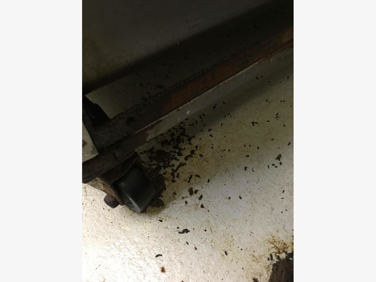 Dogs Shown Sick, Bleeding Inside Animal Shelter: Photos ...
