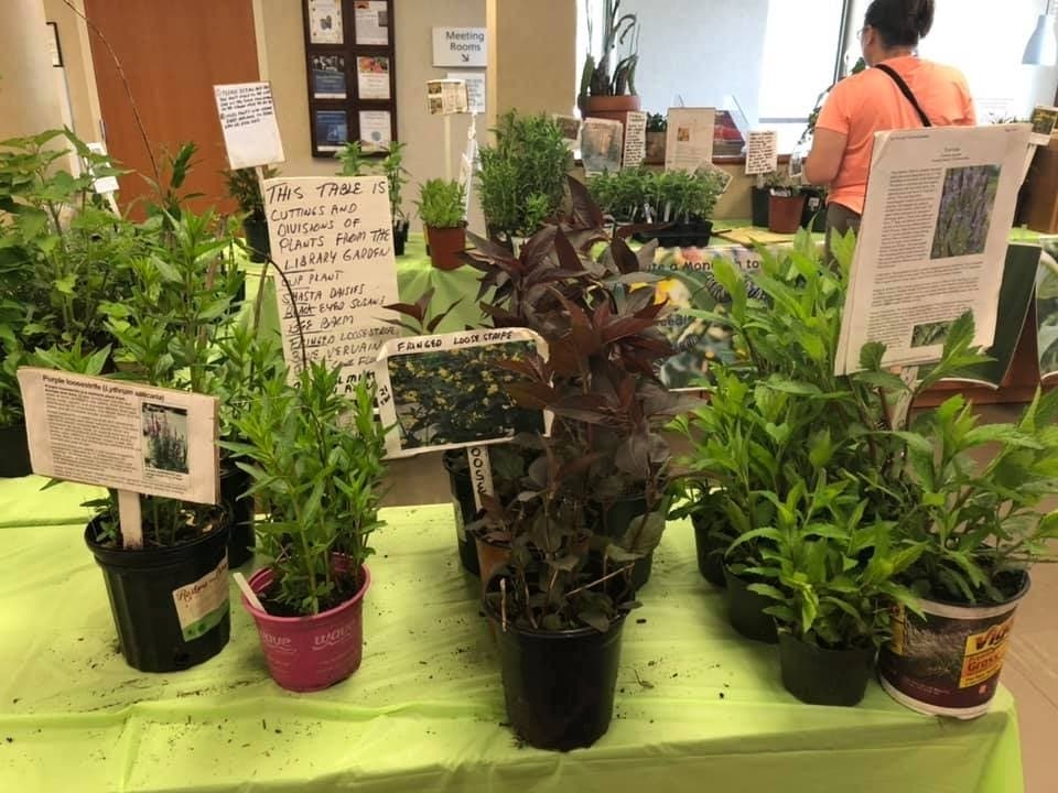 Butterfly-lovin' native plants will be on sale at the Evergreen Park library on Saturday, May 25.