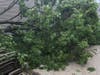 Tree damage in Worth. 