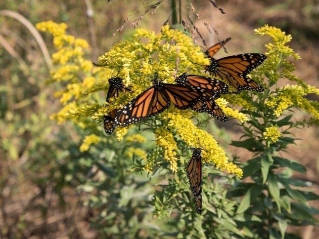Lake Katherine's Famous Monarch Fest features 400 butterflies released into tents for the public to enjoy Sunday, Sept. 15. 