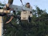 A ComEd worker clears a branch off a power line in Oak Lawn. 