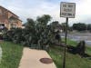 Uprooted pine trees near St. Catherine of Alexandria Church in Oak Lawn.