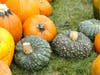 First United Methodist Church of Oak Lawn's pumpkin patch opens Sunday Oct. 11. 