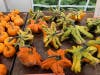 First United Methodist Church of Oak Lawn's pumpkin patch opens Sunday Oct. 11. 
