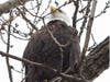 A bald eagle made its appearance in Evergreen Park on Friday. Colleen Boyer snapped these photos of the majestic bird in the alley behind her house. 