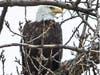 A bald eagle made its appearance in Evergreen Park on Friday. Colleen Boyer snapped these photos of the majestic bird in the alley behind her house. 