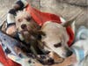 Toby (left) and Mojo were found beneath a car on Feb. 13, and now available for adoption. 