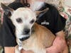 Who can resist those ears? Mojo, a sweet senior Chihuahua, was found beneath a car during the polar vortex. He's available for adoption through Pet Profile Rescue in Homer Glen.