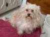 Toby's "before" pic when he was found beneath a car on Feb. 13 during the polar vortex. He's available for adoption through Pet Profile Rescue in Homer Glen.