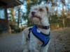 Toby's "after" pic, who was found beneath a car on Feb. 13 during the polar vortex. He's available for adoption through Pet Profile Rescue in Homer Glen.