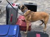 Arco, a Belgian Malinois, was already at work sniffing the bounty of used luggage. Arco works in CPD's public transit explosives detection unit. 